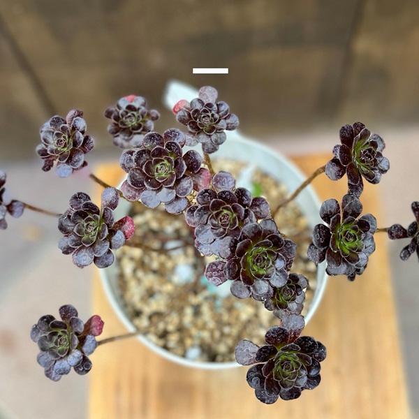 おしゃれ 観葉植物：アエオニウム レッドサン*5号プラポット Red Sun