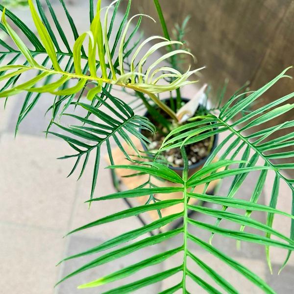 おしゃれ 観葉植物：フィロデンドロン ビピタツム 鉢植え*ビピンナティ