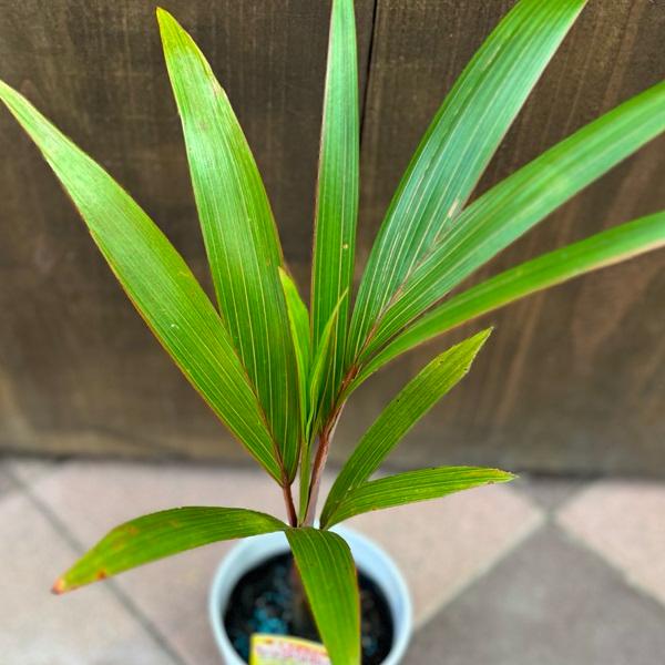 おしゃれ 観葉植物：トックリヤシ*4号 セラアート : 遊恵盆栽 Yahoo!店