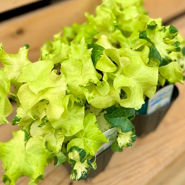 苗 観葉植物 アイビー：ヘデラ ムーンライト 2個セット* : 遊恵盆栽