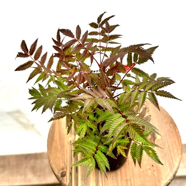 花苗 観葉植物：穂咲き七竈 セム*ホザキナナカマド ななかまど : 遊恵