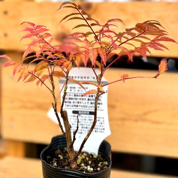 【専用】ナナカマド　大株　【品番3431】 花苗 観葉植物：穂咲き七竈 セム*ホザキナナカマド ななかまど : 遊恵