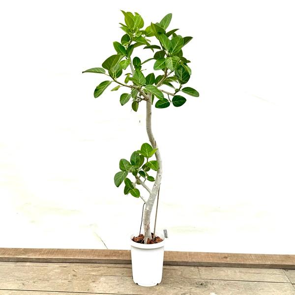 おしゃれ 観葉植物：フィカス ベンガレンシス＊8号プラポット