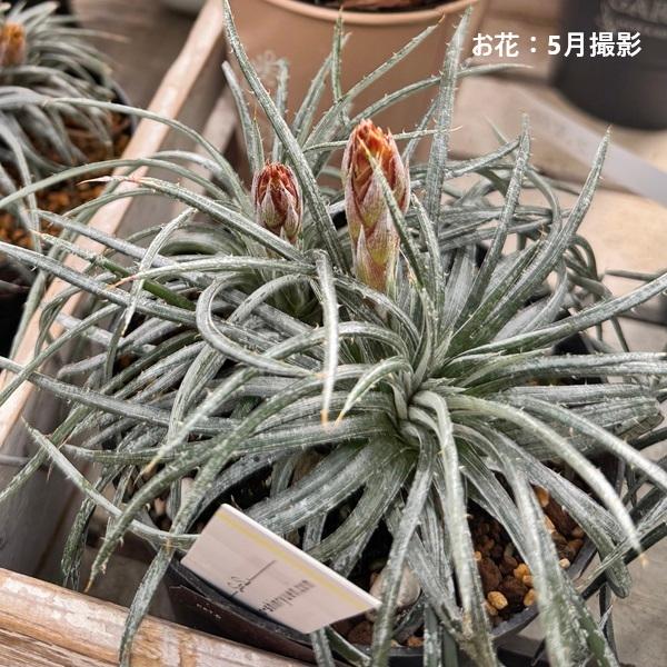 おしゃれ 観葉植物：ディッキア コリスタミネア*3号 プラポット : 遊恵