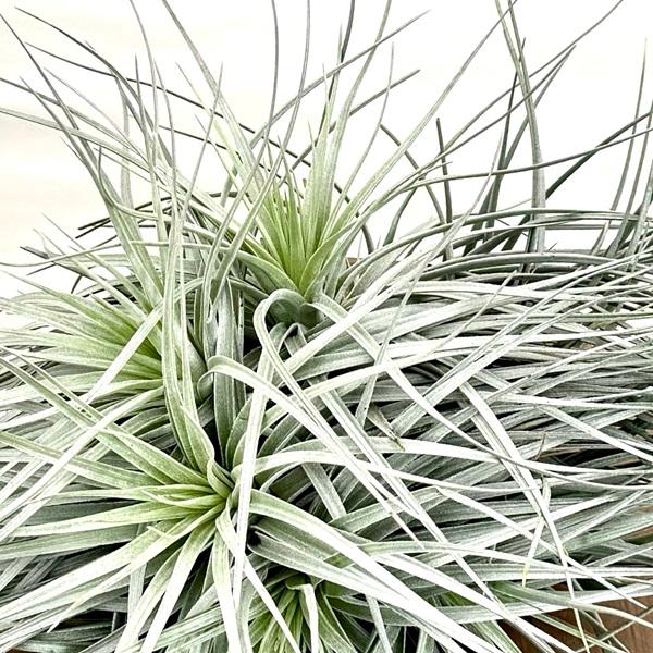 おしゃれ 観葉植物 エアープランツ：チランジア ストリクタ シルバー