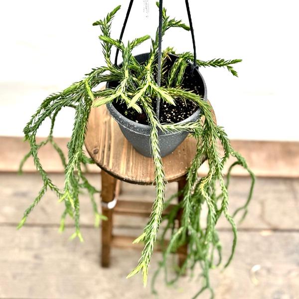 おしゃれ 観葉植物：フペルジア カリナータ ブルークライ*5号吊り