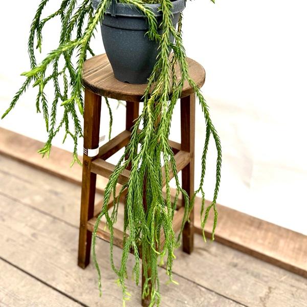 おしゃれ 観葉植物：フペルジア カリナータ ブルークライ*5号吊り