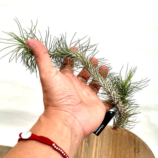 おしゃれ 観葉植物 エアープランツ：チランジア フンキアナ レクルビ 