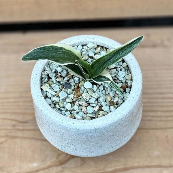 万年青　オモト　斑入り　3点セット❗ 万年青 オモト 斑入り 3点セット 楽天市場】斑入り 万年青の通販