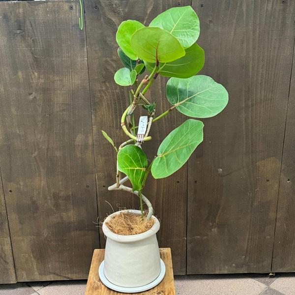おしゃれ 観葉植物 鉢色選べる：シーグレープ鉢植え*受皿付 ココロバ