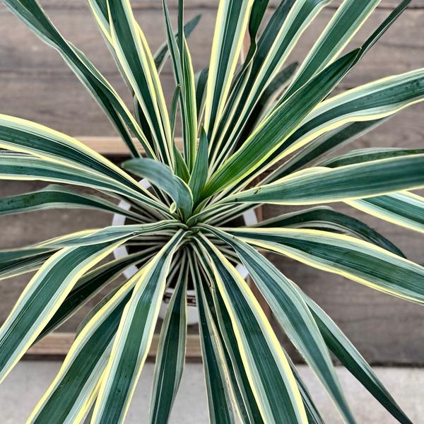 おしゃれ 観葉植物：斑入りユッカ グロリオサ*バリエガータ 8号 : 遊恵