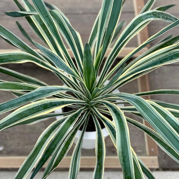 存在感抜群！ユッカ グロリオサ バリエガータ 大株 斑入り インテリアに◎ おしゃれ 観葉植物：斑入りユッカ グロリオサ*バリエガータ 7号 : 遊恵