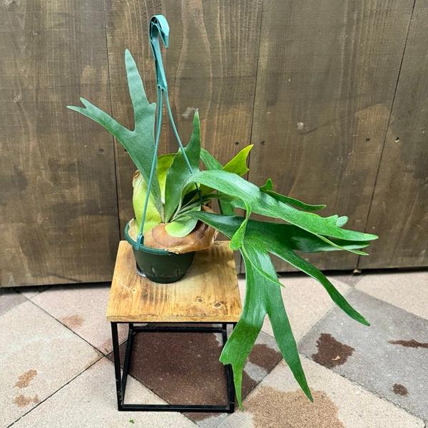 観葉植物：ビカクシダ コウモリラン アルキコルネ*アルシコルネ 5号