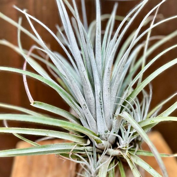 おしゃれ 観葉植物：チランジア ウトリクラータ プリングレイ*エアー