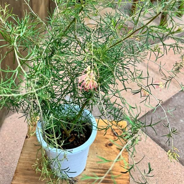 花苗 観葉植物：グレビレア センパフローレンス*4寸 オージープランツ