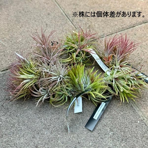 おしゃれ 観葉植物 エアプランツ：チランジア イオナンタ クランプ