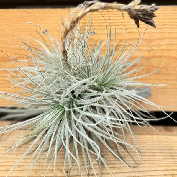 エアプランツ　チランジア　テクトラム　クランプ テクトラム クランプ 05号 | air-plants TENGU-DO