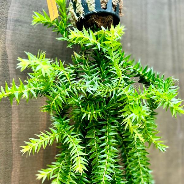 観葉植物:フペルジア グリーンゴエベリー*吊り鉢 Huperzia シダ 観葉植物:フペルジア グリーンゴエベリー*吊り鉢 Huperzia シダ
