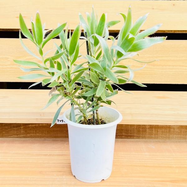 観葉植物：リューカデンドロン シルバーアフリカーナ*4号 : 遊恵盆栽