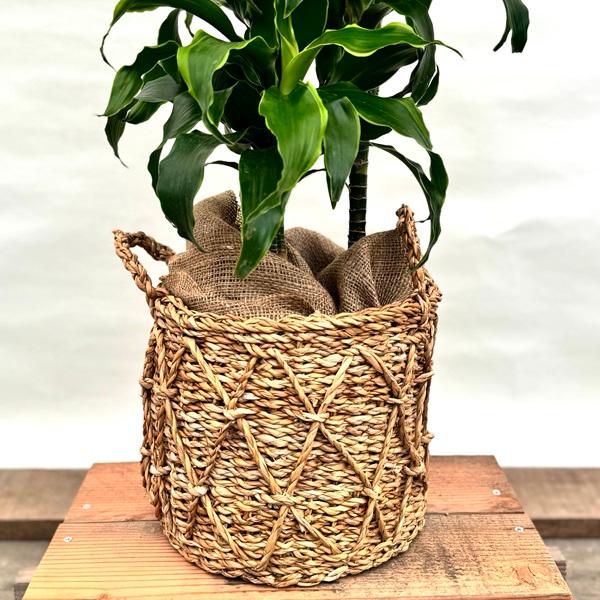 おしゃれ 観葉植物：ドラセナ ドラド*鉢カバー 麻布飾り 大型ヤマト便