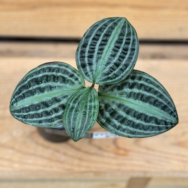 おしゃれ 観葉植物：ゲオゲナンサス ポエピギー*ゲオゲナンツス