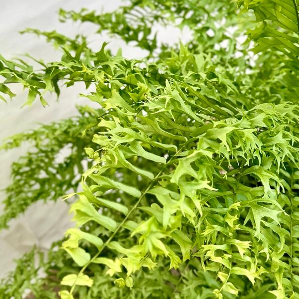 【極上】ネフロレピス・フィッシュテール　人気観葉植物シダ　インテリアグリーン f8590-2.jpg