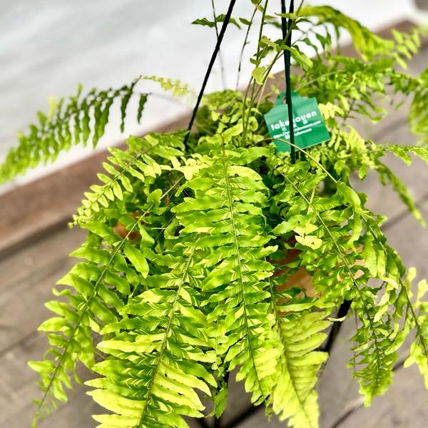 おしゃれ 観葉植物：ネフロレピス タイガー*5号吊り鉢 : 遊恵盆栽