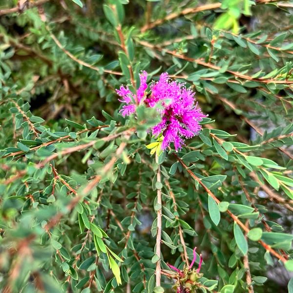 おしゃれ 観葉植物 苗 花苗 鉢花：メラレウカ コットンキャンディ*8号