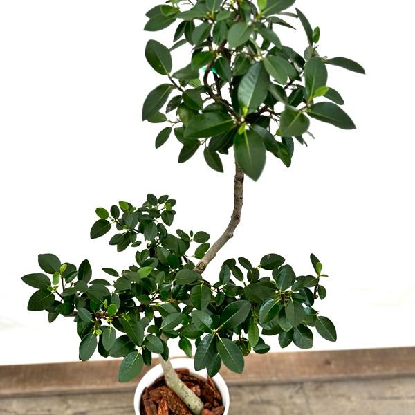 大型　フランスゴムの木　陶器鉢　植え込み発送 おしゃれ 観葉植物：フランスゴムの木*鉢植え (プラ受皿付) 大型