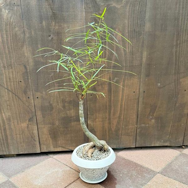 おしゃれ 観葉植物：ブラキキトン ボトルツリー 鉢植え*受皿付 : 遊恵