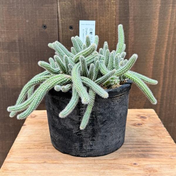 白檀サボテン サボテン白檀 里帰り。。。｜園芸日記by肥後太郎｜みんなの趣味