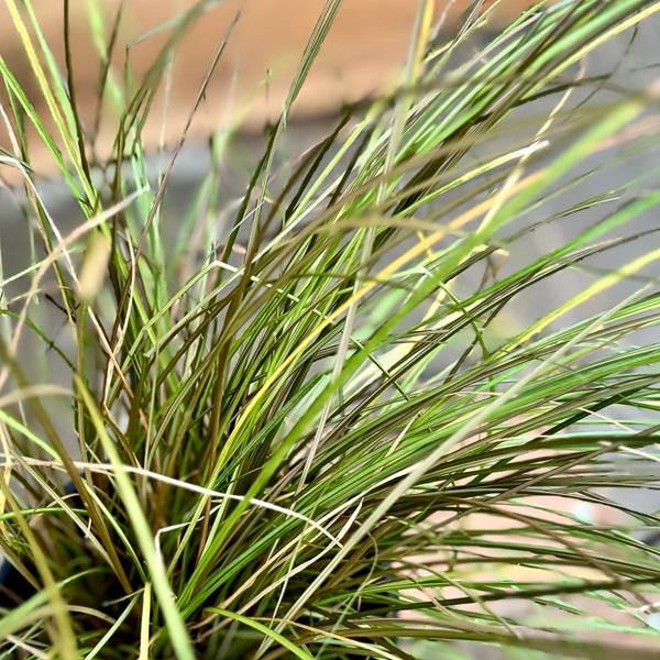 観葉植物 苗 グランドカバー グラス：カレックス ブロンズフォーム