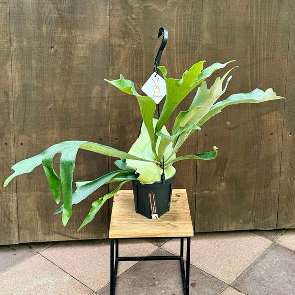 おしゃれ 観葉植物：ビカクシダ コウモリラン ビフルカツム*5号吊り