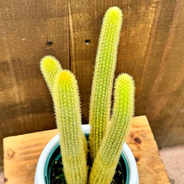 観葉植物 希少 サボテン：ヒモサボテン 黄金ヒルデウィンテラ