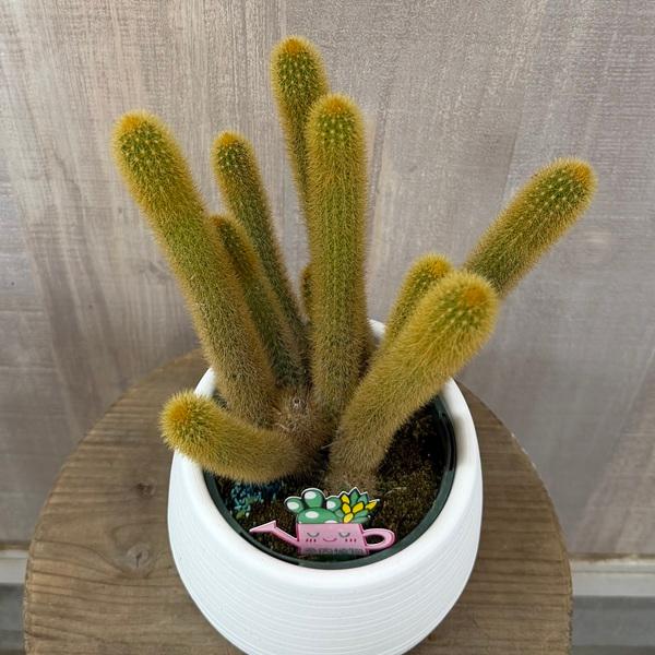 観葉植物 希少 サボテン：ヒモサボテン 黄金ヒルデウィンテラ