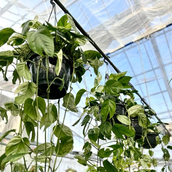 おしゃれ 観葉植物：エピプレナム ピナツム バリエガータマーブル*7号