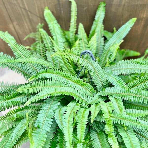 おしゃれ 観葉植物：ネフロレピス タマシダ*8号吊り : 遊恵盆栽 Yahoo