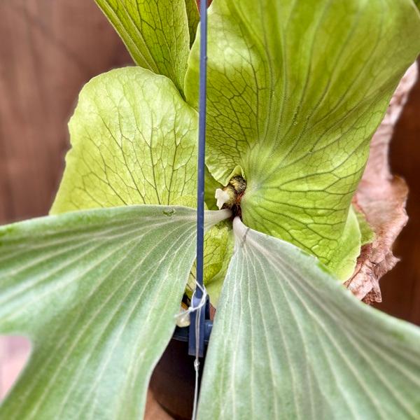 おしゃれ 観葉植物：ビカクシダ コウモリラン ステマリア*7号吊り