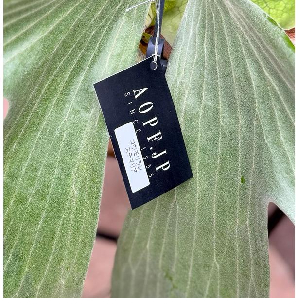 ghost ビカクシダ　コウモリラン　観葉植物 楽天市場】（観葉植物）コウモリラン ビカクシダ 4号（1鉢