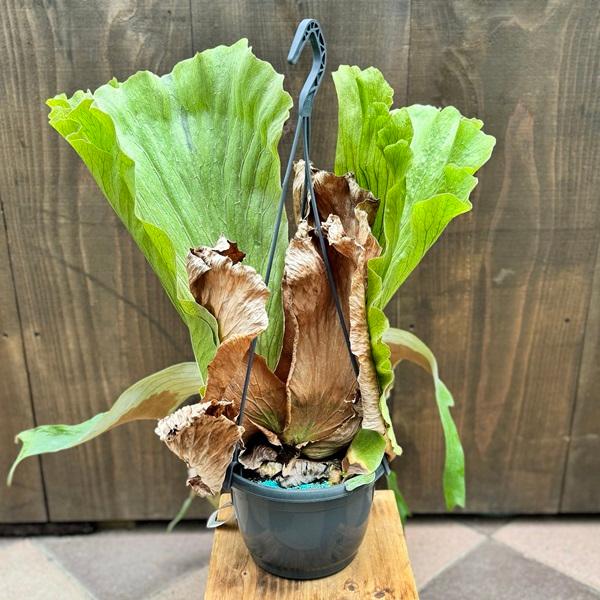 おしゃれ 観葉植物：ビカクシダ コウモリラン ステマリア*7号