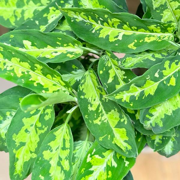 おしゃれ 観葉植物：アグラオネマ ピクタム トリカラー*5号 Aglaonema