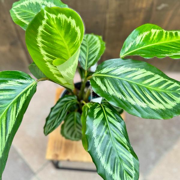 おしゃれ 観葉植物：カラテア ロゼオピクタ イラストリス*5号