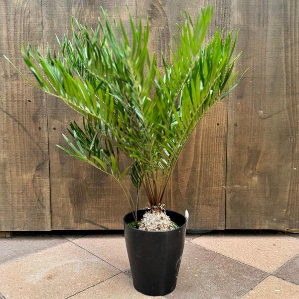 おしゃれ 観葉植物：ザミア フロリダーナ*6号プラポット : 遊恵盆栽