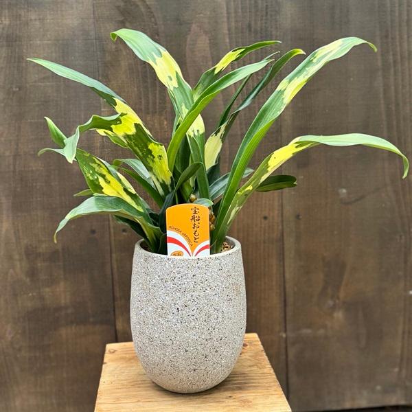 おしゃれ 観葉植物 鉢色選べます：オモト 鉢植え*おもと 万年青