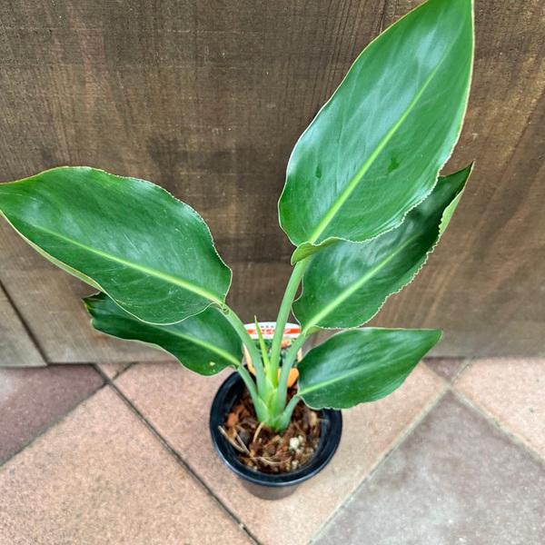 観葉植物：ストレリチア レギネ*4号プラポット : 遊恵盆栽 Yahoo!店 