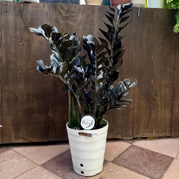 観葉植物：金銭樹 ザミオクルカス レイヴン*8号プラポット : 遊恵盆栽