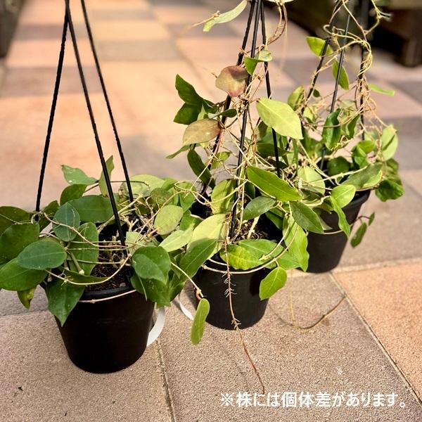 観葉植物：ホヤ パトリシア*5号吊り : 遊恵盆栽 Yahoo!店 - 通販