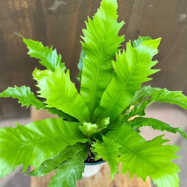 その他観葉植物 ani 観葉植物：アスプレニウム*4号プラポット タニワタリ : 遊恵盆栽 Yahoo
