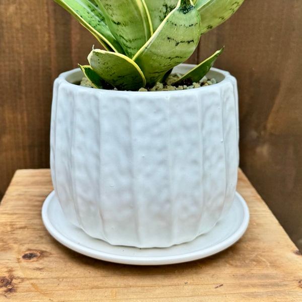 観葉植物 鉢色選べます：サンスベリア シルバーハニー 鉢植え 受皿付