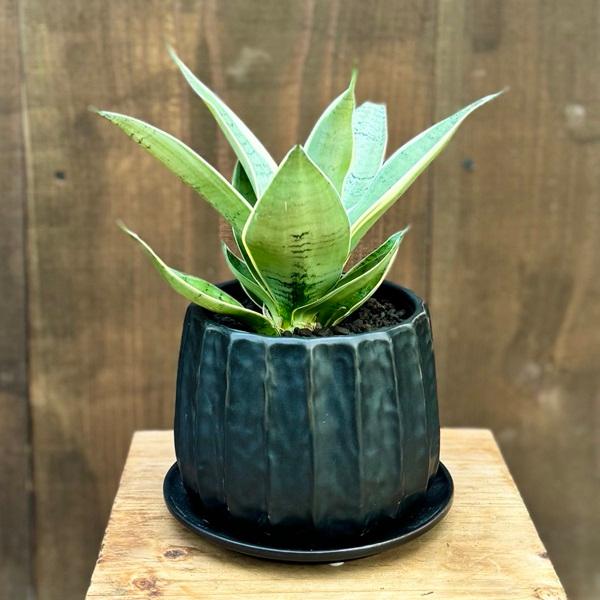 観葉植物 鉢色選べます：サンスベリア シルバーハニー 鉢植え 受皿付